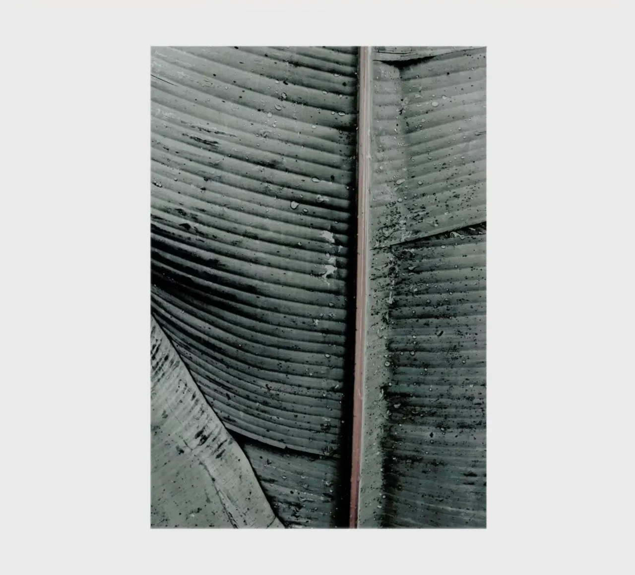 Beach Palm Patterns 8 diario da Chris Abatzis