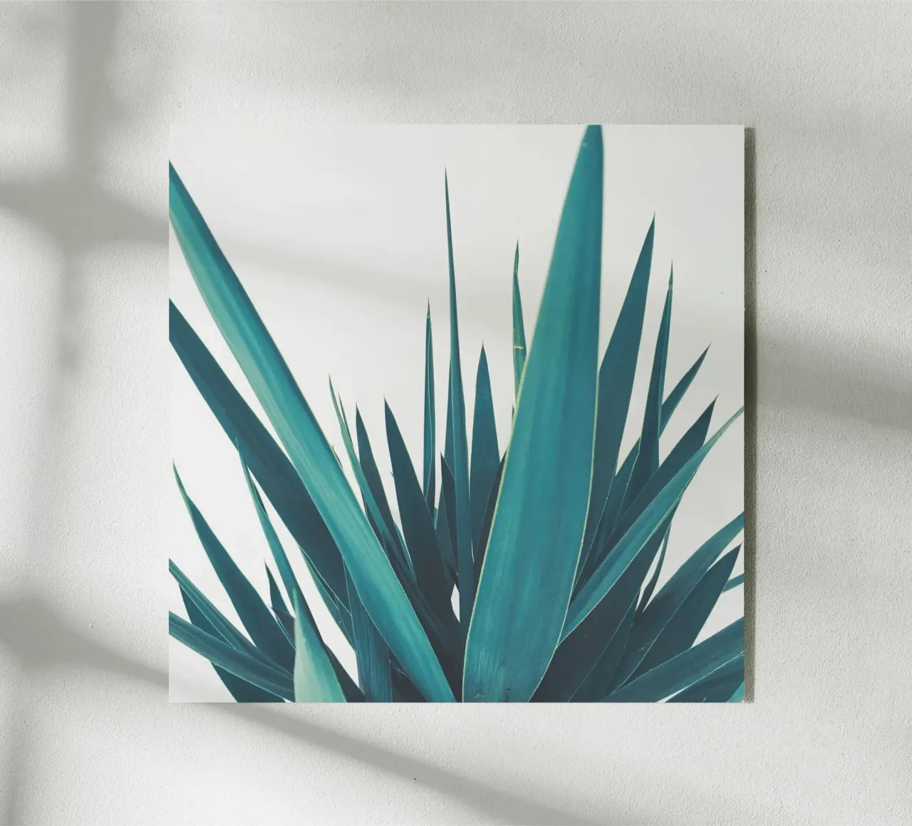 Yucca Leaves plexiglass da Cassia Beck Photography