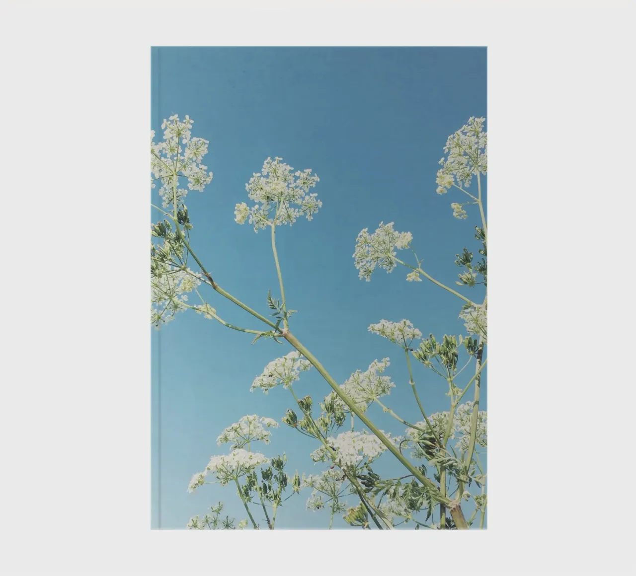 Whisper notebook by Cassia Beck Photography