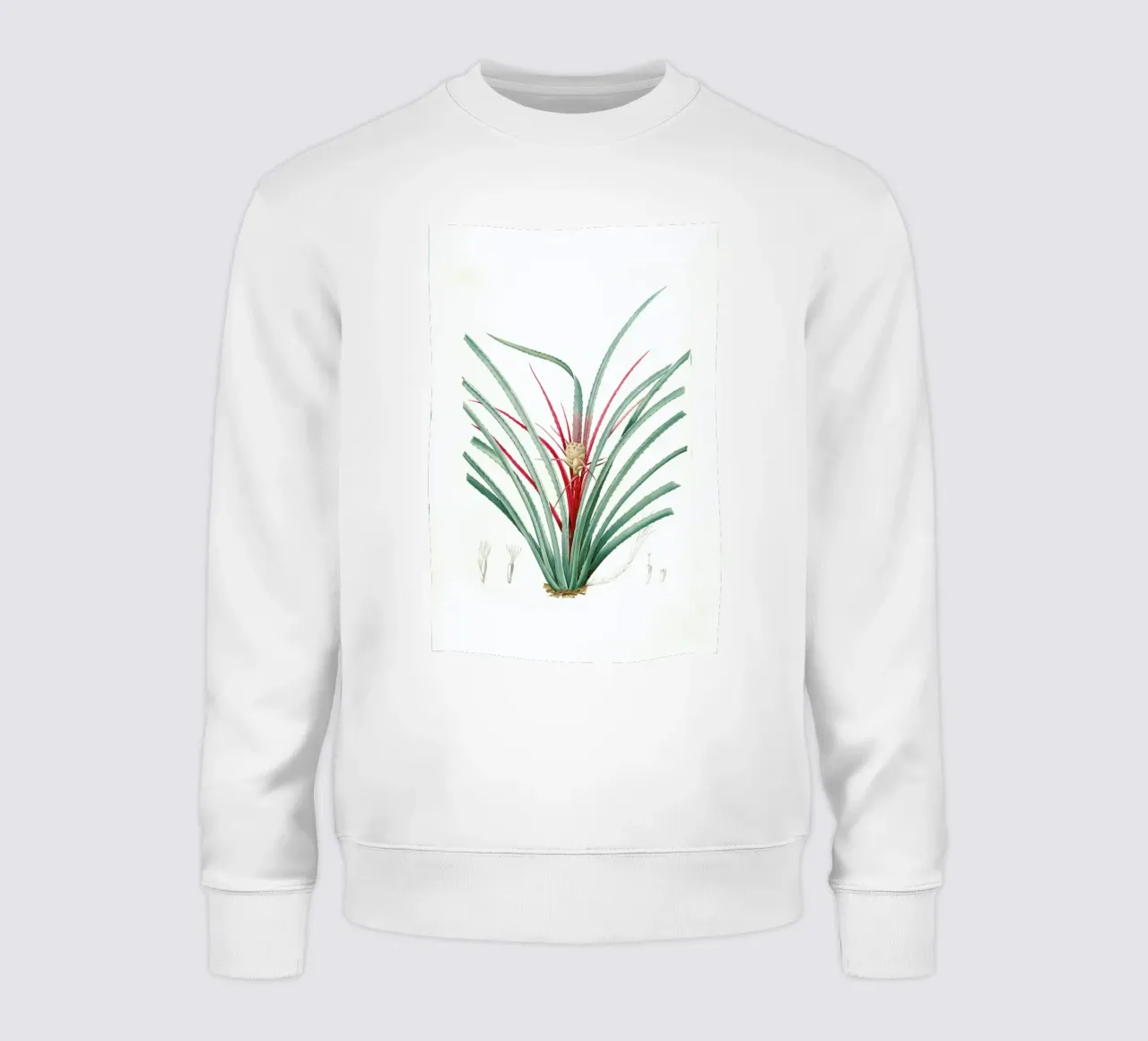 Bromella Karatas, Karatas Plumieri, Ananas karatas -Pierre Joseph felpa da Artokoloro Quint Lox Ltd