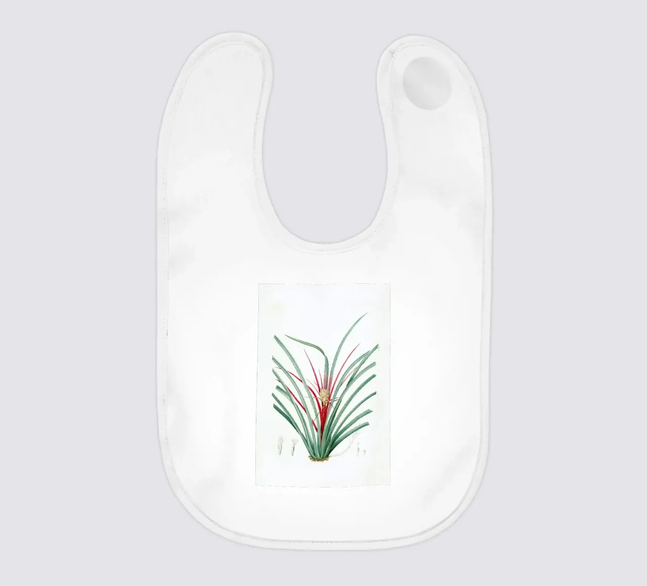 Bromella Karatas, Karatas Plumieri, Ananas karatas -Pierre Joseph bavaglino da Artokoloro Quint Lox Ltd