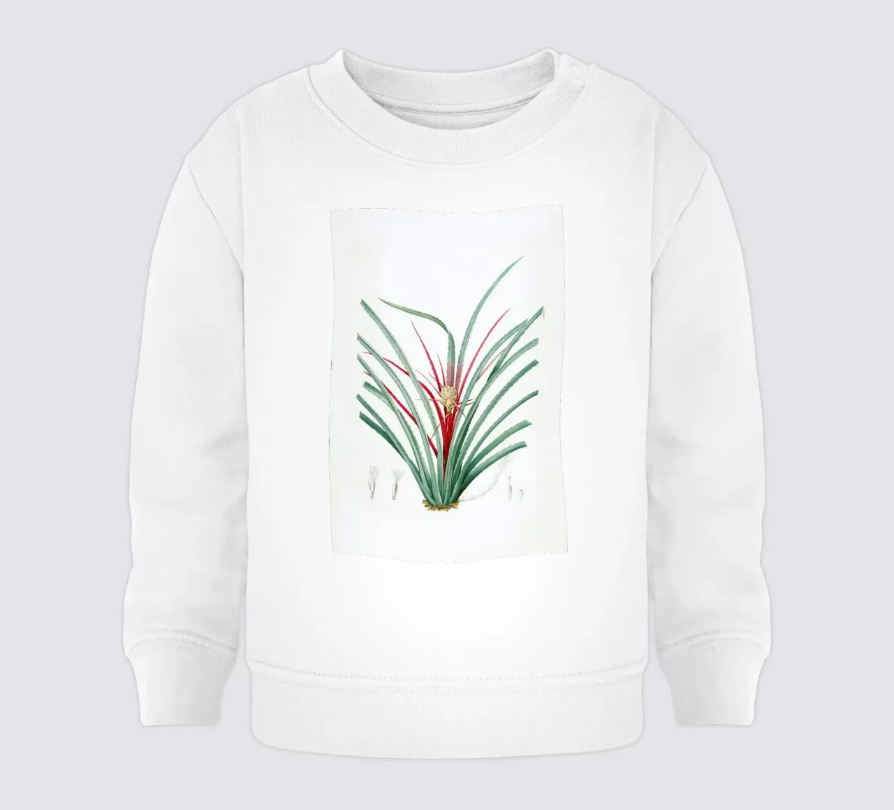Bromella Karatas, Karatas Plumieri, Ananas karatas -Pierre Joseph felpa neonato da Artokoloro Quint Lox Ltd