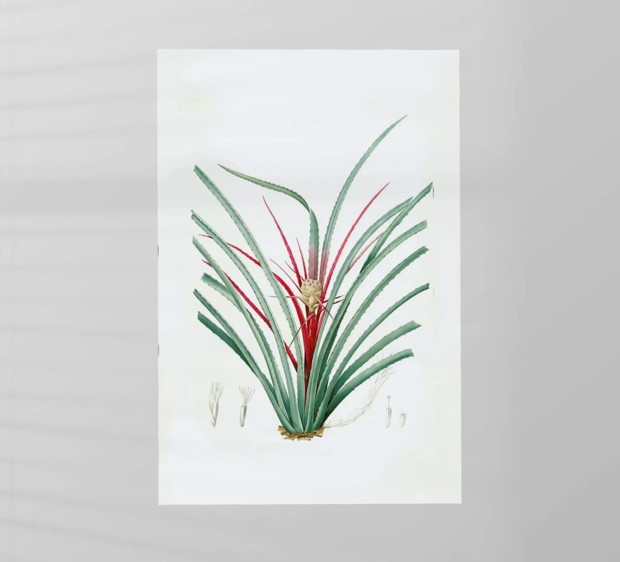 Bromella Karatas, Karatas Plumieri, Ananas karatas -Pierre Joseph pellicola backlit da Artokoloro Quint Lox Ltd