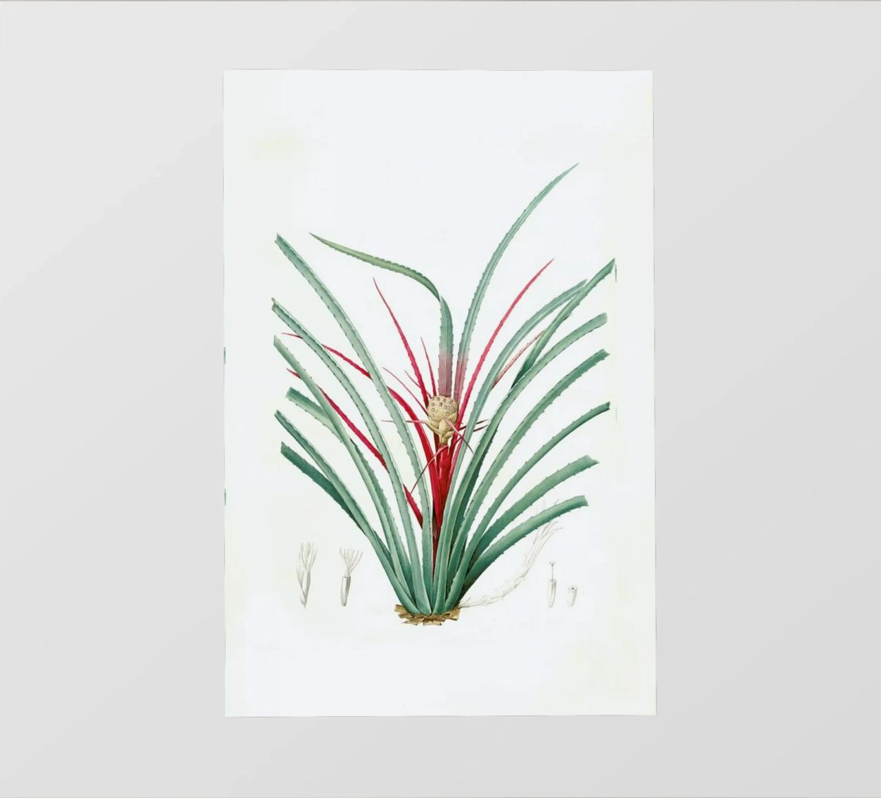 Bromella Karatas, Karatas Plumieri, Ananas karatas -Pierre Joseph pellicola backlit da Artokoloro Quint Lox Ltd