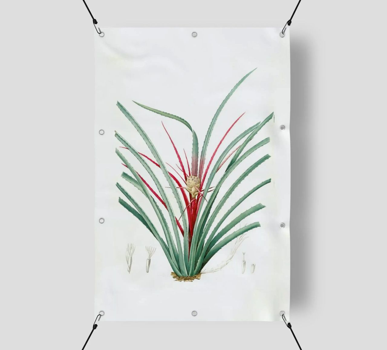 Bromella Karatas, Karatas Plumieri, Ananas karatas -Pierre Joseph telo in pvc da Artokoloro Quint Lox Ltd