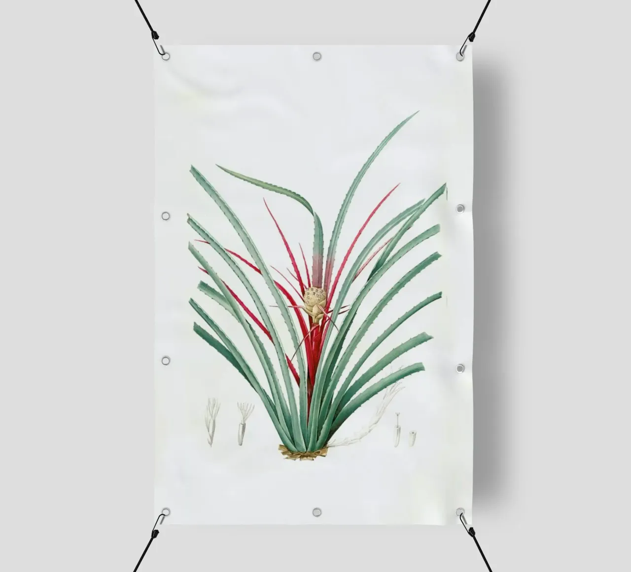 Bromella Karatas, Karatas Plumieri, Ananas karatas -Pierre Joseph telo in pvc da Artokoloro Quint Lox Ltd