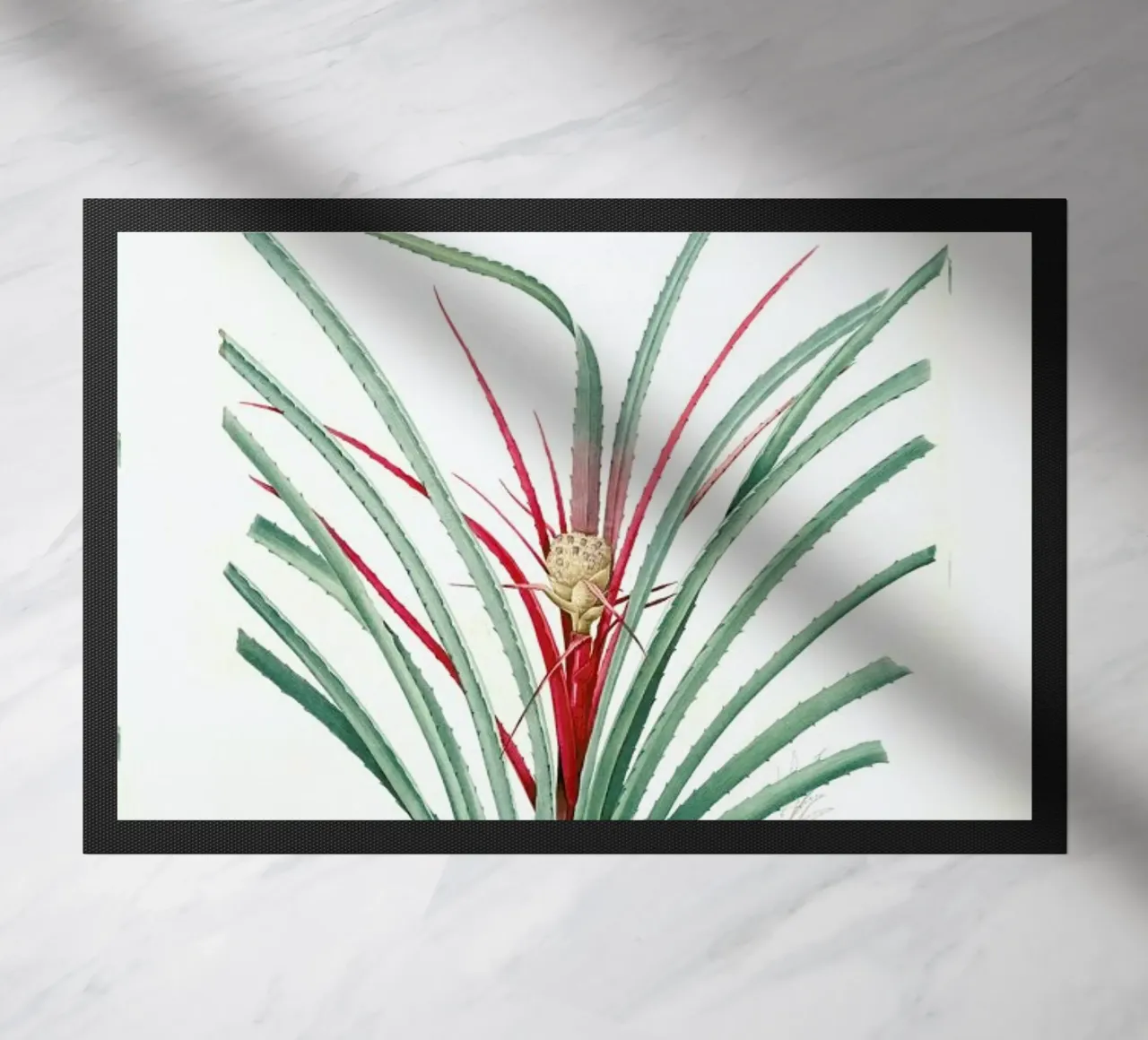 Bromella Karatas, Karatas Plumieri, Ananas karatas -Pierre Joseph zerbino da Artokoloro Quint Lox Ltd