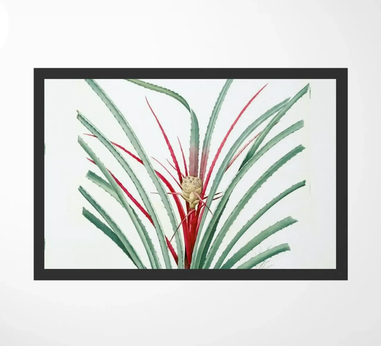 Bromella Karatas, Karatas Plumieri, Ananas karatas -Pierre Joseph zerbino da Artokoloro Quint Lox Ltd