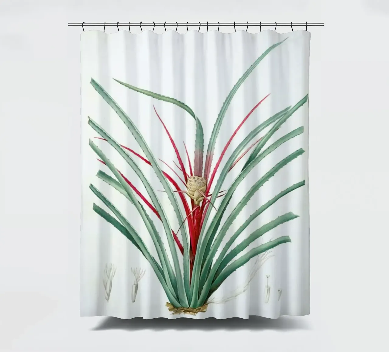 Bromella Karatas, Karatas Plumieri, Ananas karatas -Pierre Joseph tenda da doccia da Artokoloro Quint Lox Ltd