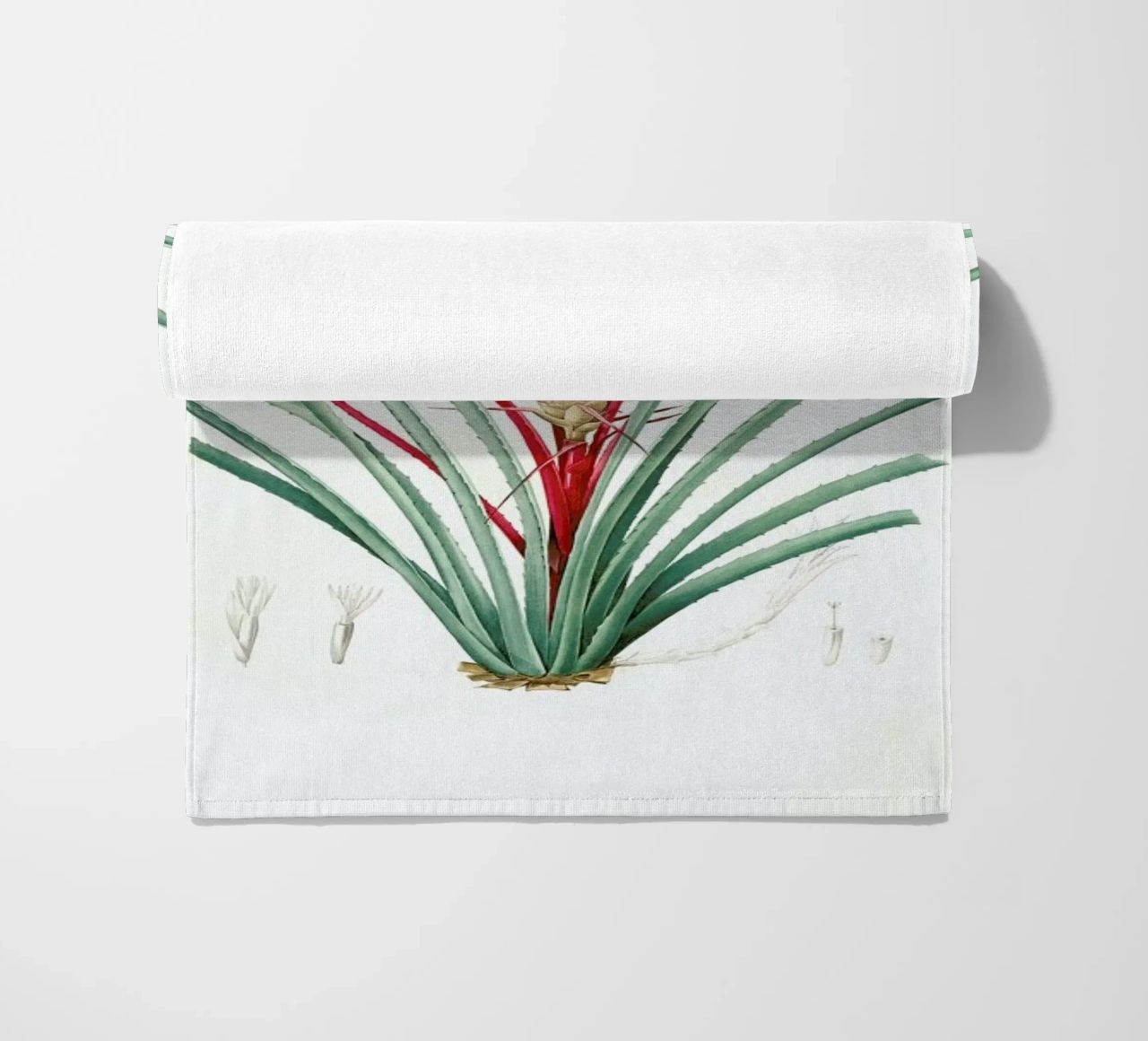 Bromella Karatas, Karatas Plumieri, Ananas karatas -Pierre Joseph telo mare da Artokoloro Quint Lox Ltd