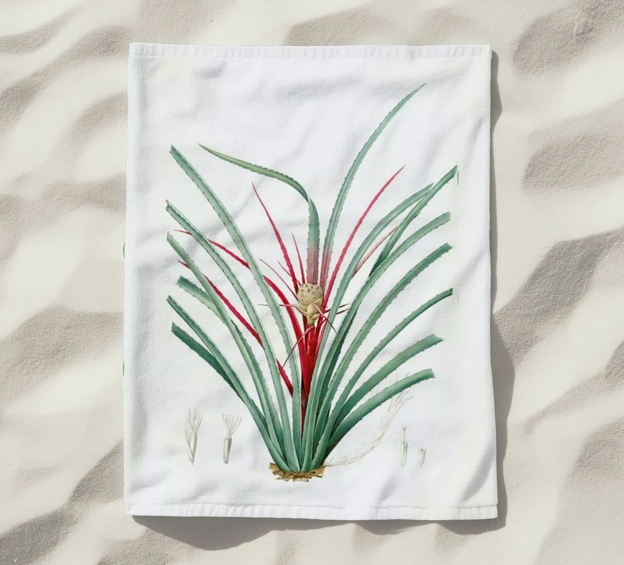 Bromella Karatas, Karatas Plumieri, Ananas karatas -Pierre Joseph telo mare da Artokoloro Quint Lox Ltd