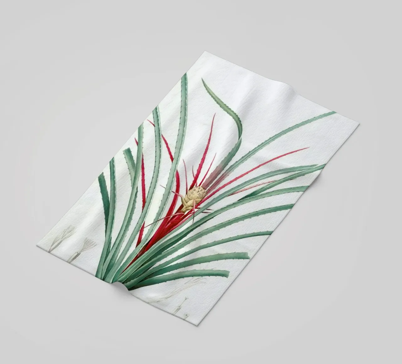 Bromella Karatas, Karatas Plumieri, Ananas karatas -Pierre Joseph telo mare da Artokoloro Quint Lox Ltd