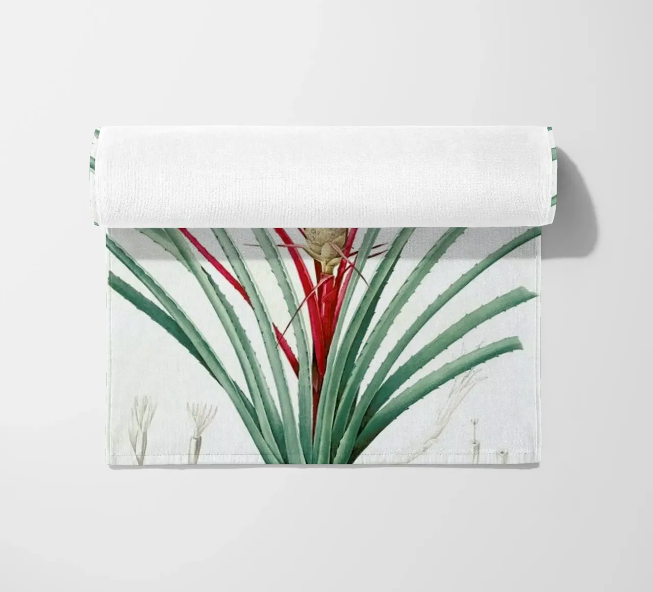 Bromella Karatas, Karatas Plumieri, Ananas karatas -Pierre Joseph telo mare da Artokoloro Quint Lox Ltd