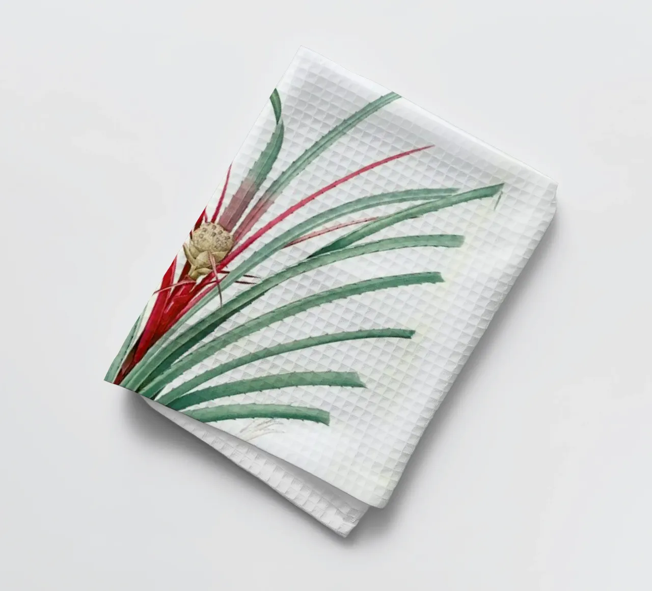 Bromella Karatas, Karatas Plumieri, Ananas karatas -Pierre Joseph canovaccio da cucina da Artokoloro Quint Lox Ltd