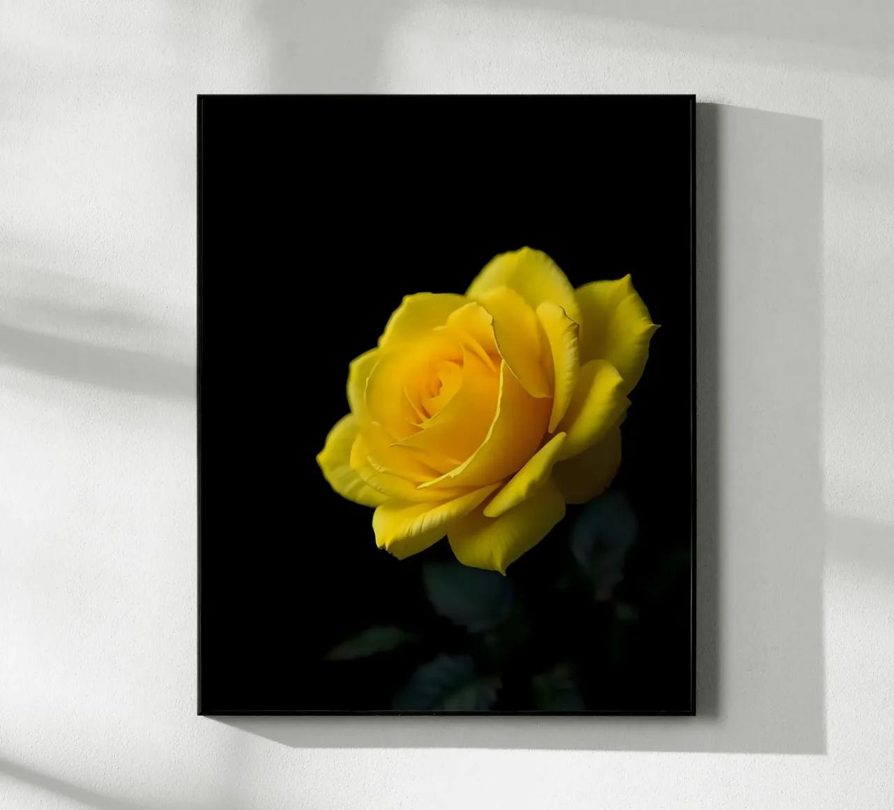 Rosa_gialla_02 plexiglass da Farb- und Blütenzauber by LK