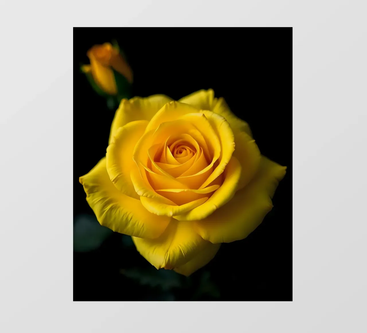 Rosa_gialla_03 pellicola backlit da Farb- und Blütenzauber by LK