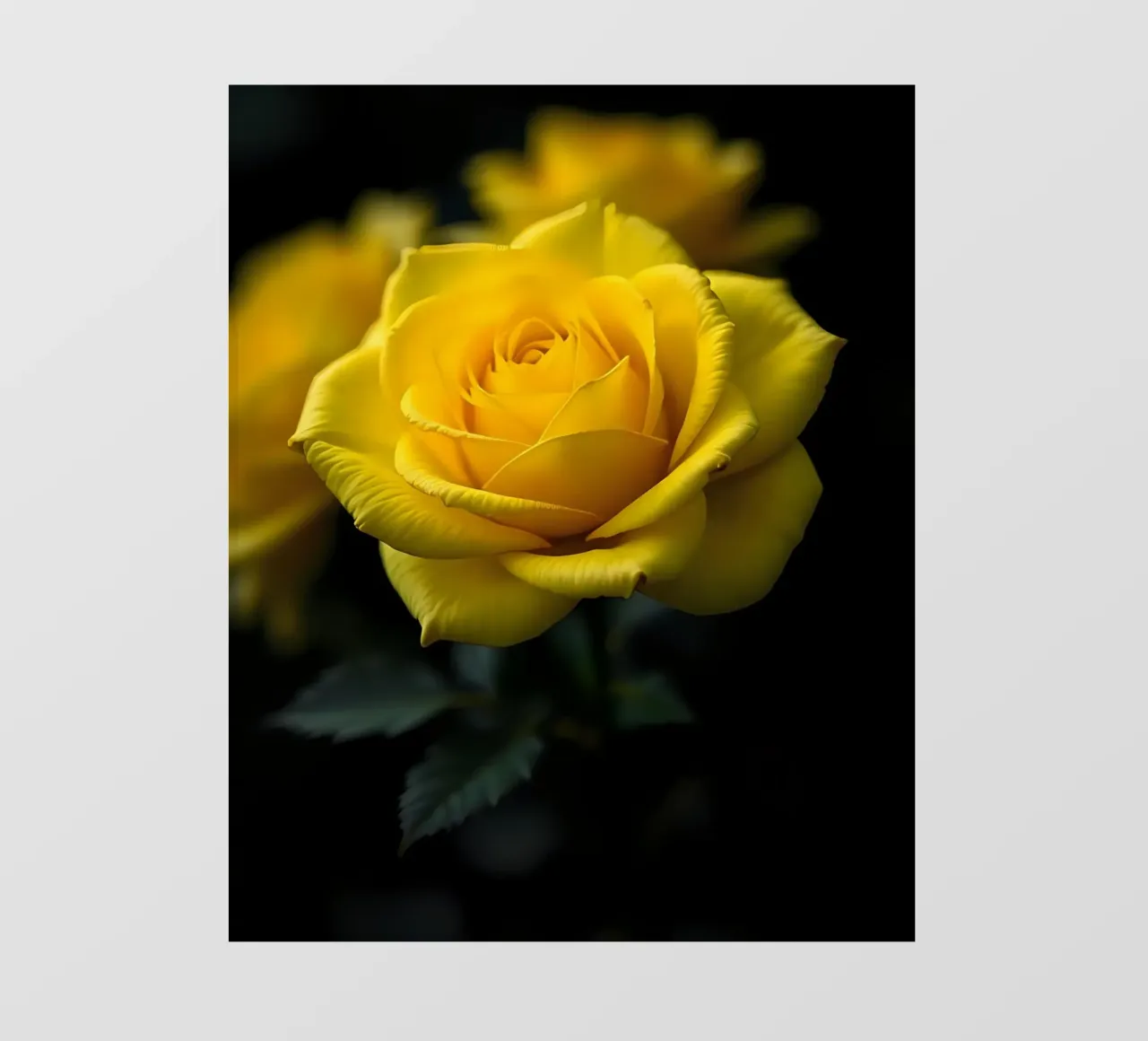 Rosa_gialla_05 pellicola backlit da Farb- und Blütenzauber by LK