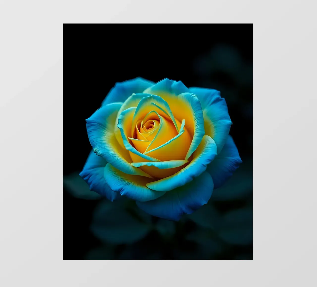 Rosa_giallo_blu_01 pellicola backlit da Farb- und Blütenzauber by LK