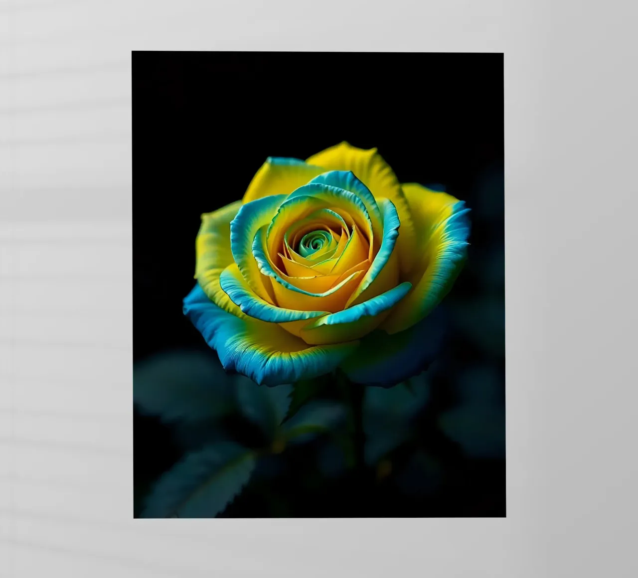 Rosa_giallo_blu_03 pellicola backlit da Farb- und Blütenzauber by LK
