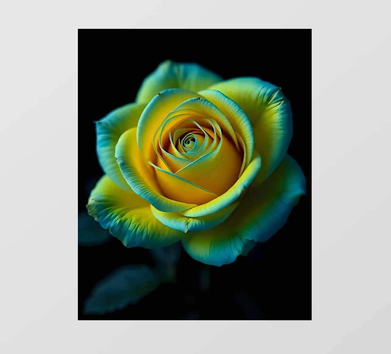 Rosa_giallo_blu_04 pellicola backlit da Farb- und Blütenzauber by LK