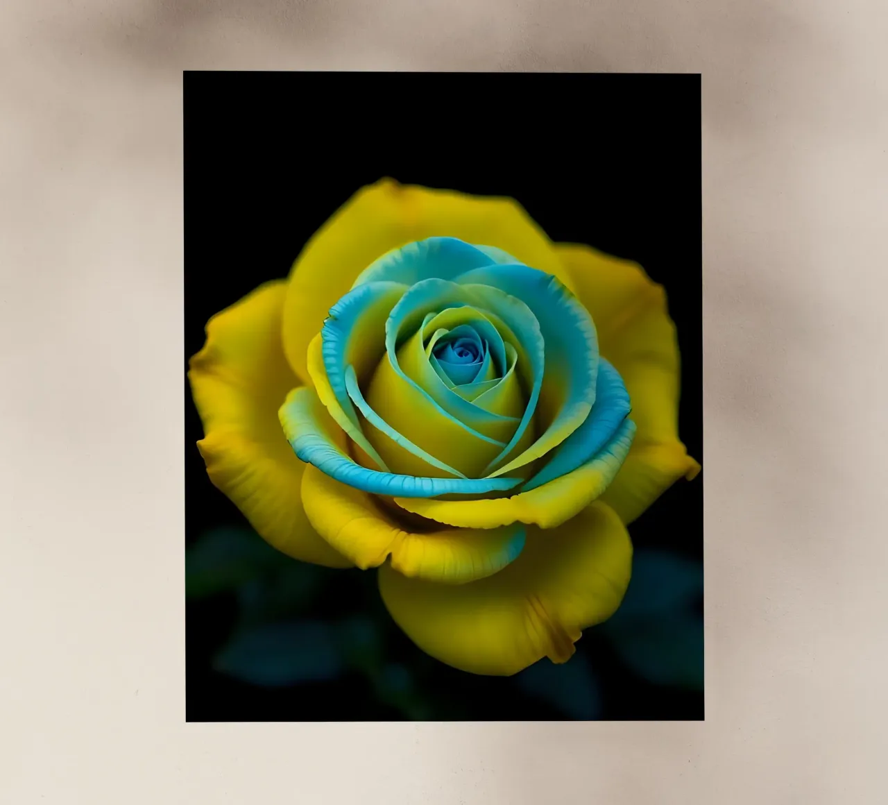 Rosa_giallo_blu_05 pellicola backlit da Farb- und Blütenzauber by LK