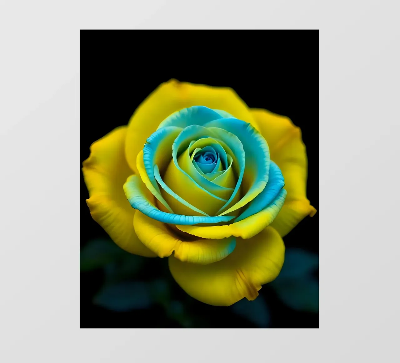 Rosa_giallo_blu_05 pellicola backlit da Farb- und Blütenzauber by LK