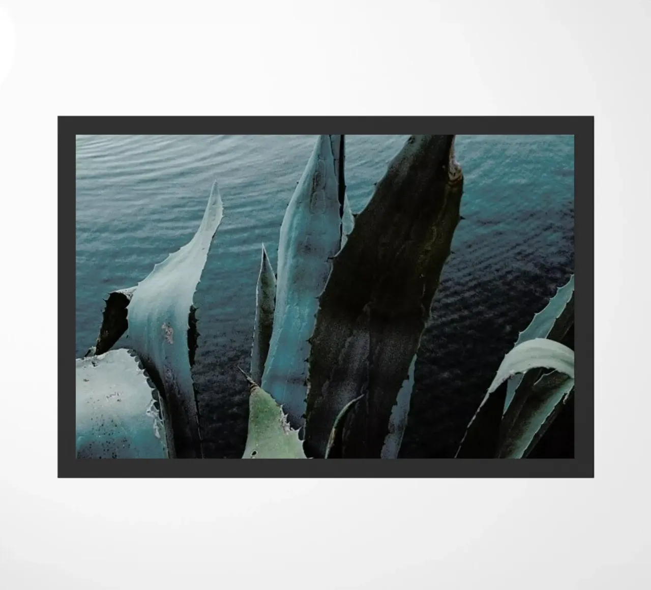 Agava zerbino da Picture On The Fridge