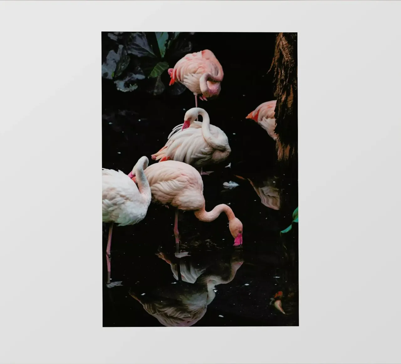 Pink Flamingos pellicola backlit da EyeEm Mobile GmbH