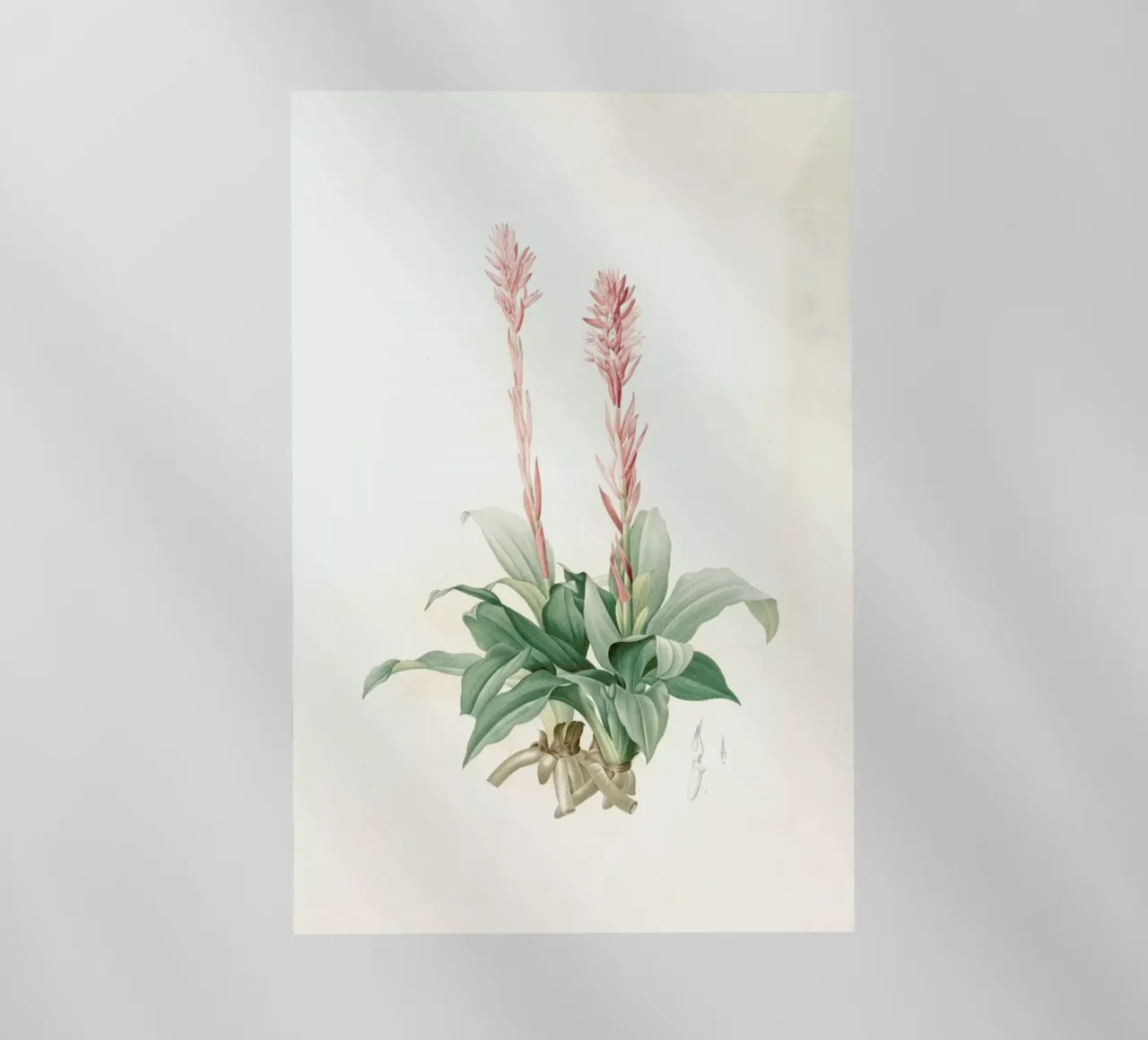 Neottia speciosa -Pierre Joseph pellicola backlit da Artokoloro Quint Lox Ltd