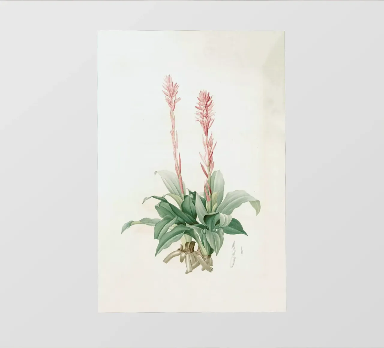 Neottia speciosa -Pierre Joseph telo in pvc da Artokoloro Quint Lox Ltd