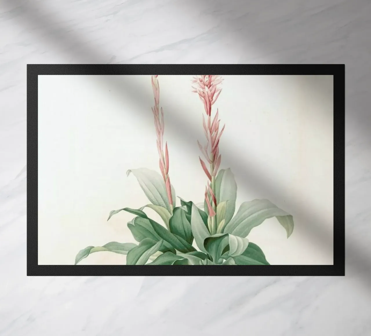 Neottia speciosa -Pierre Joseph zerbino da Artokoloro Quint Lox Ltd