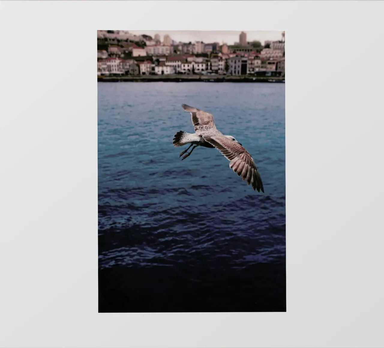 Seagull in Porto telo in pvc da Sebastian Hilgetag