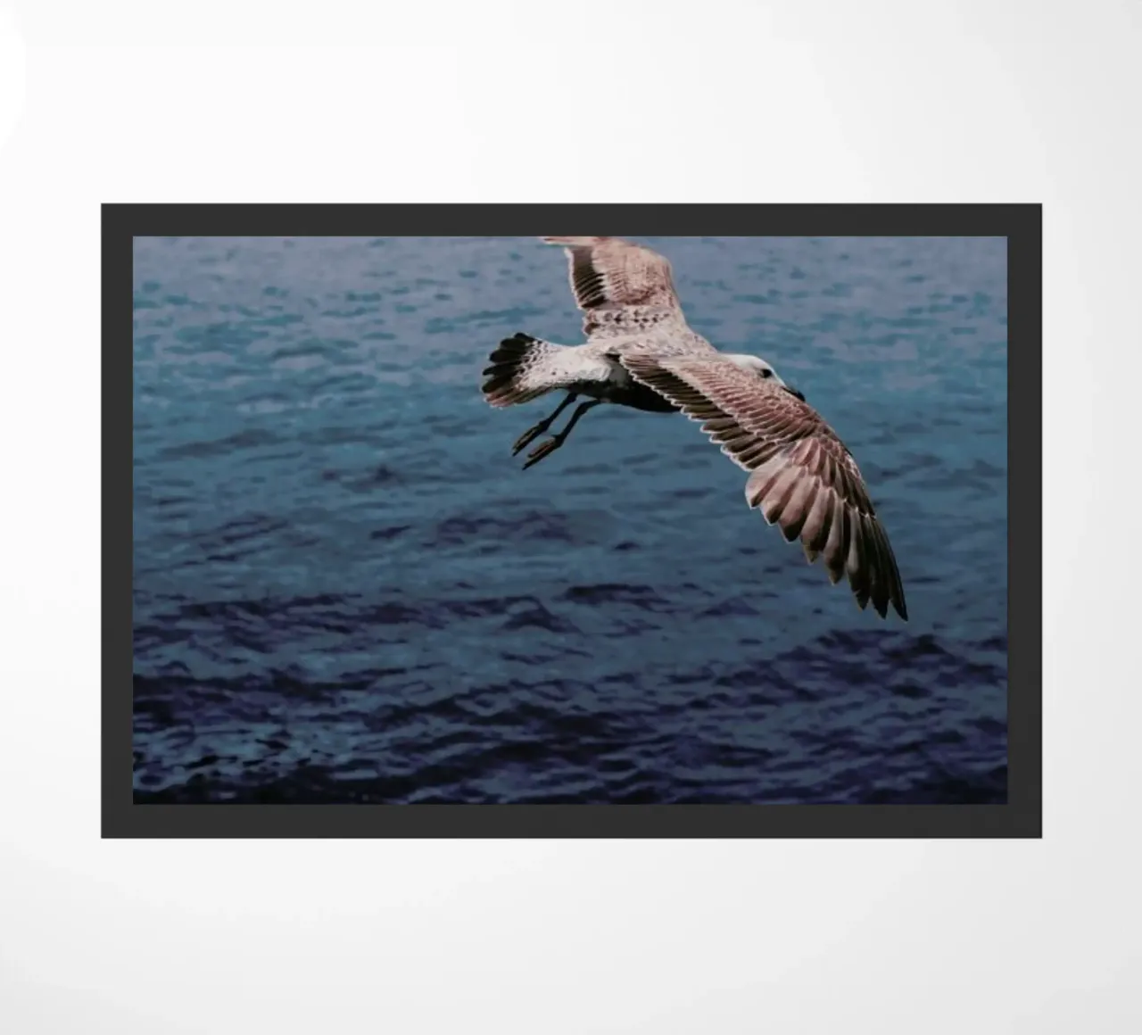 Seagull in Porto zerbino da Sebastian Hilgetag