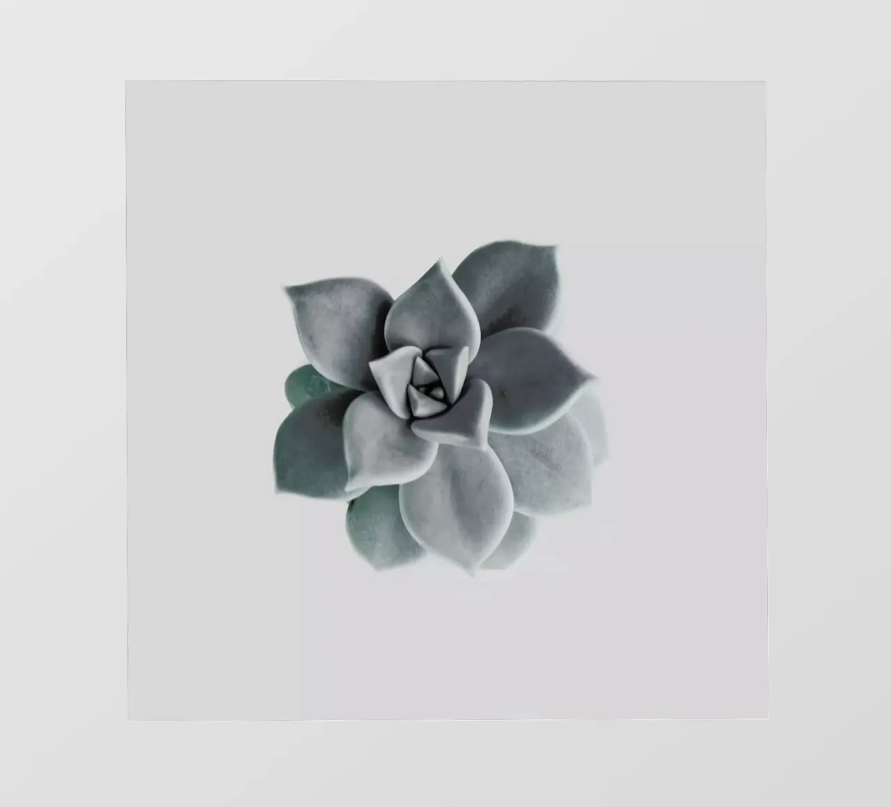 Succulent pvc cover by George Griefy