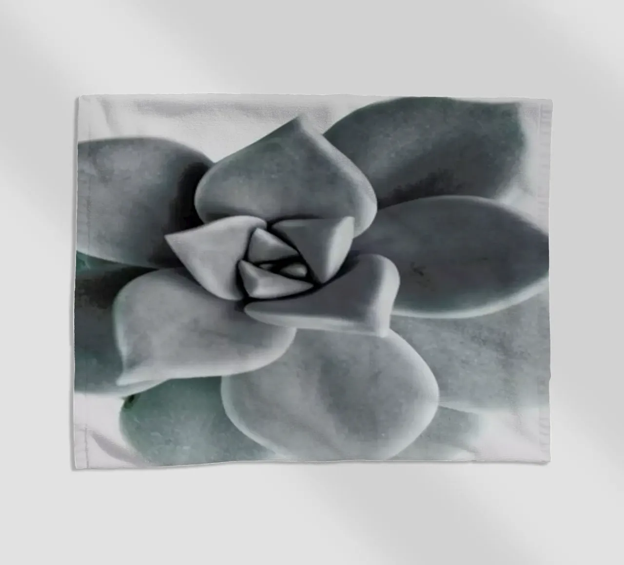 Succulent telo mare da George Griefy