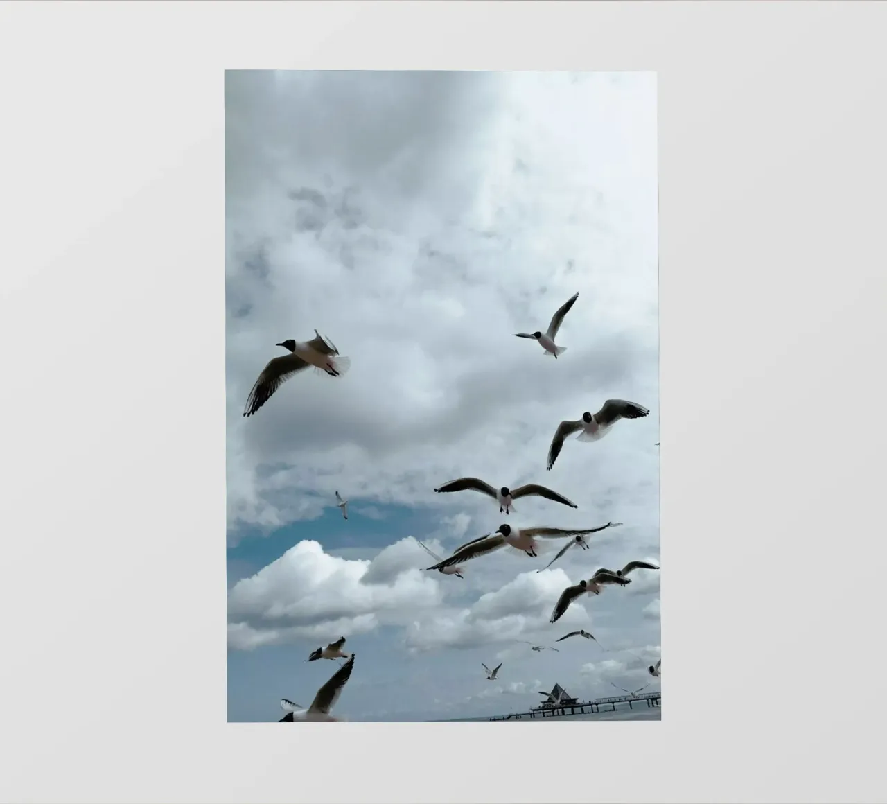 Gulls VII pellicola backlit da Sebastian Hilgetag