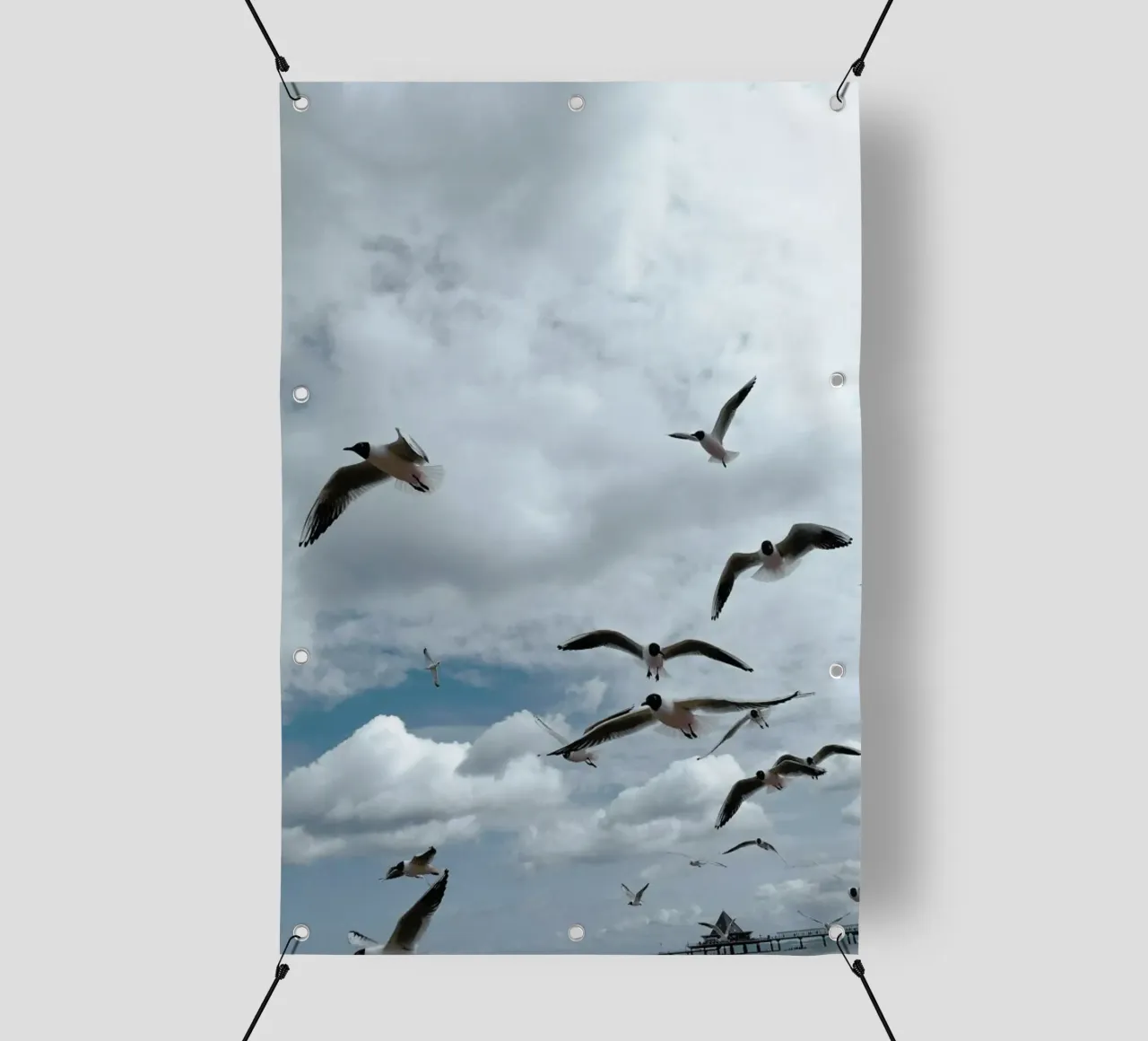 Gulls VII telo in pvc da Sebastian Hilgetag