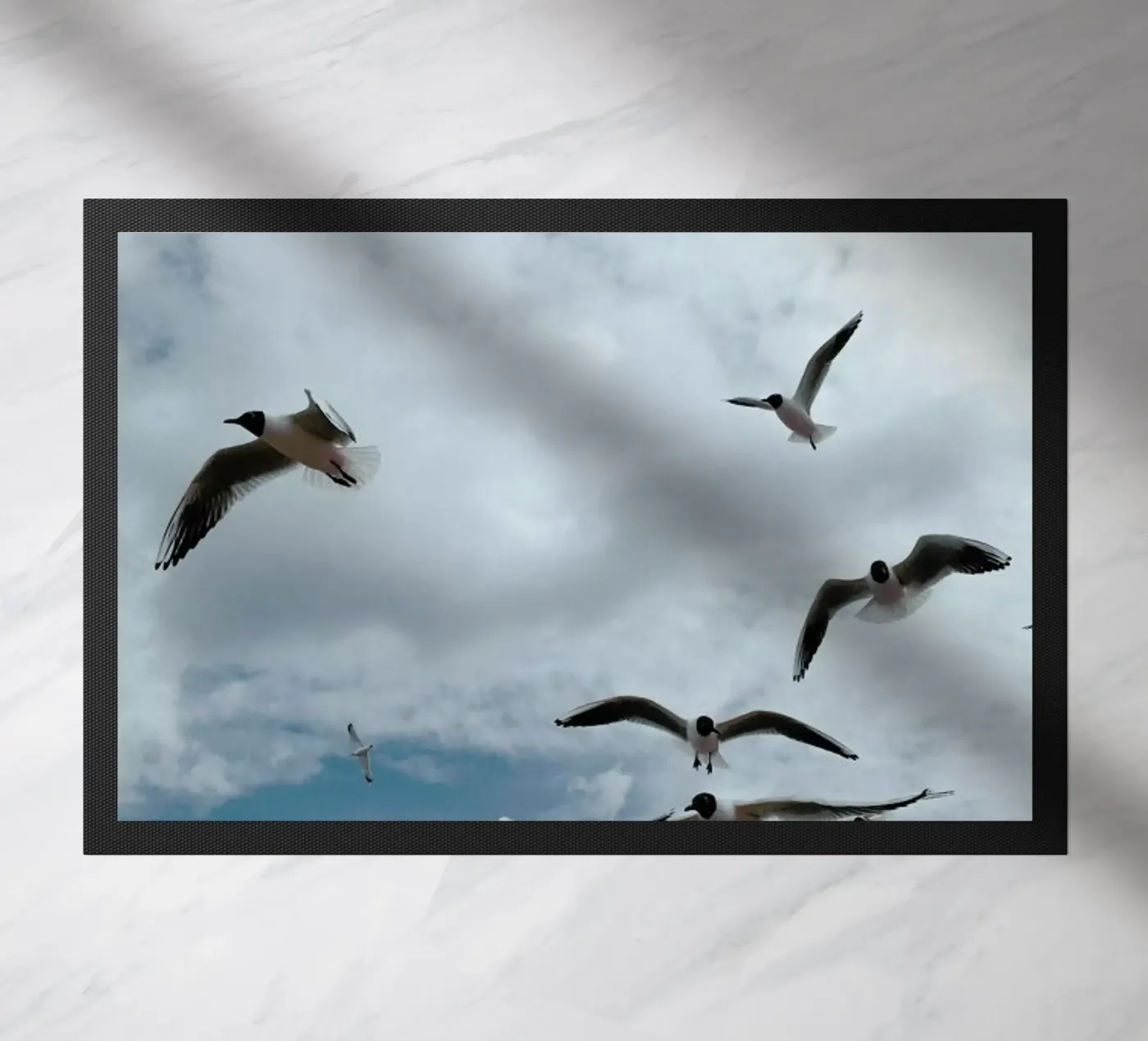 Gulls VII zerbino da Sebastian Hilgetag