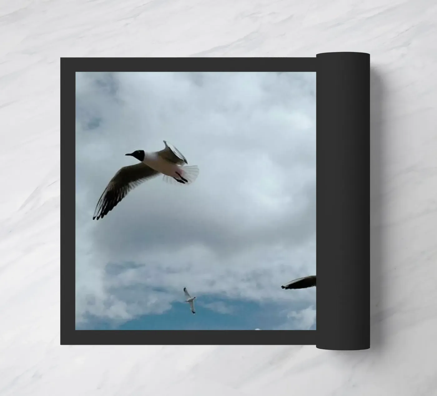 Gulls VII zerbino da Sebastian Hilgetag