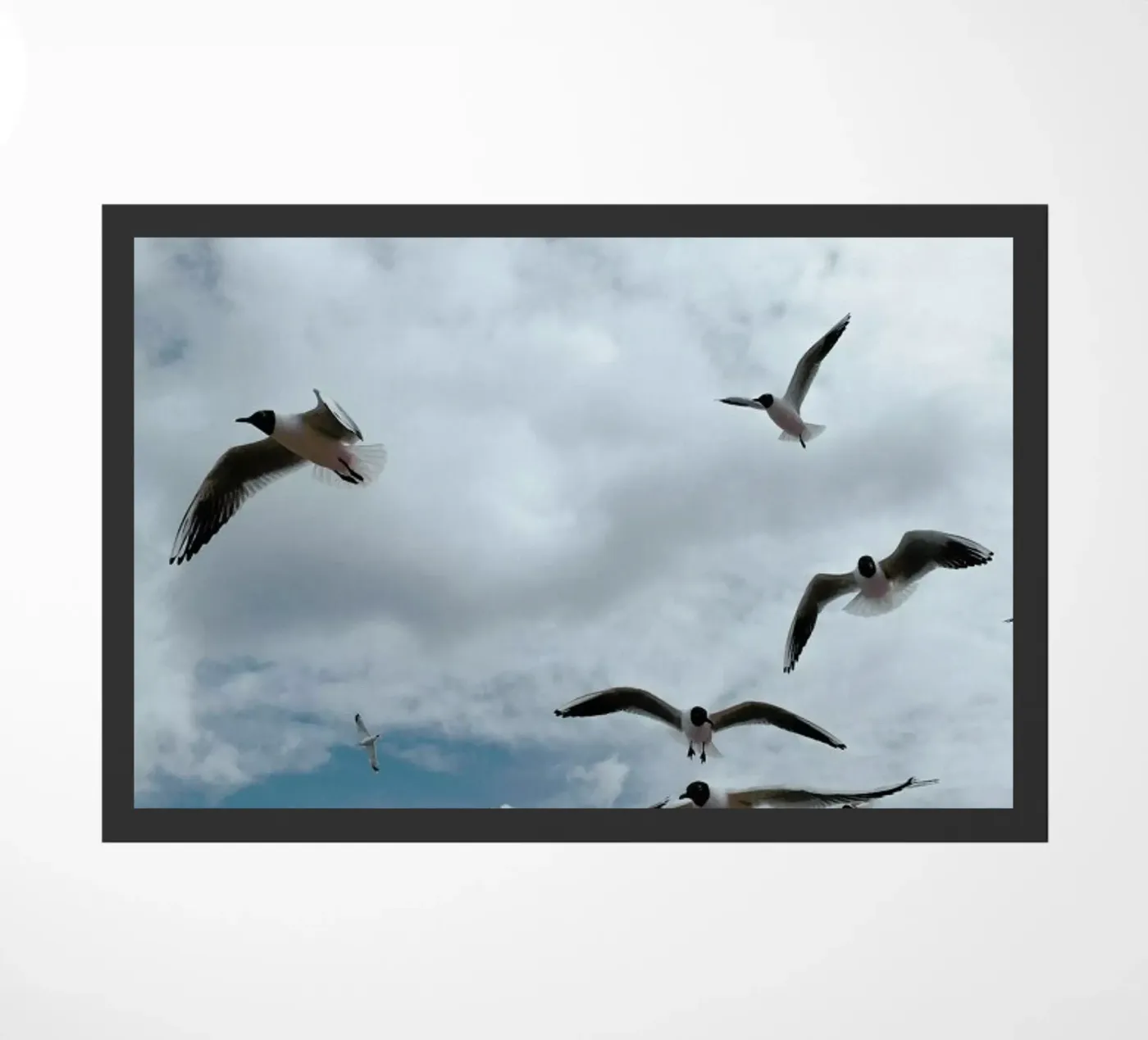 Gulls VII zerbino da Sebastian Hilgetag