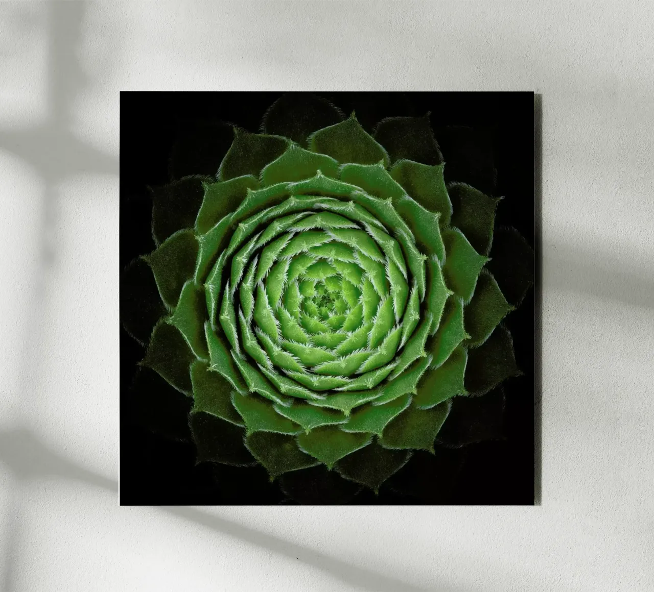 Succulent - Victor Mozqueda aluminio dibond de Pictufy