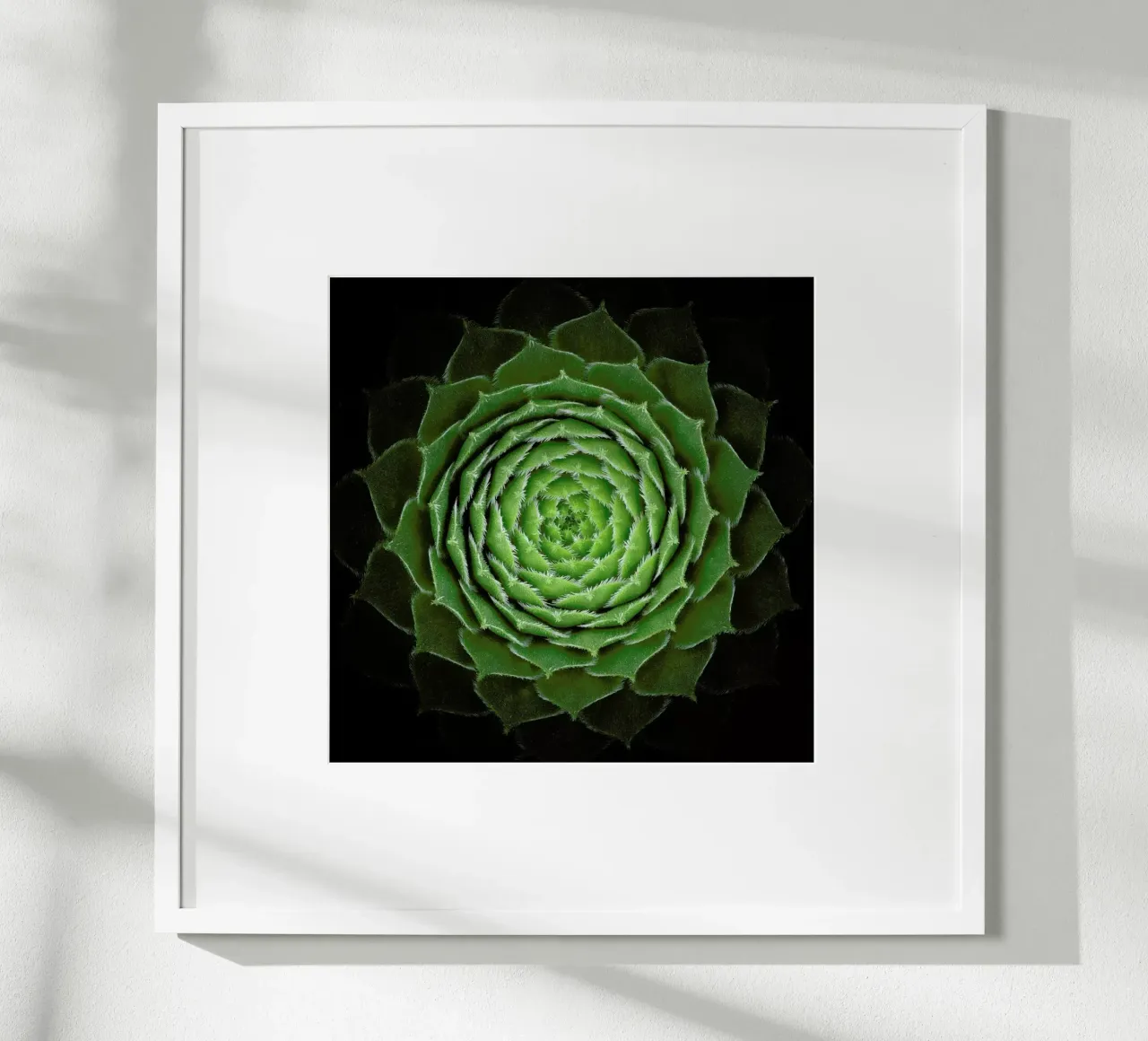 Succulent - Victor Mozqueda poster con telaio in legno da Pictufy