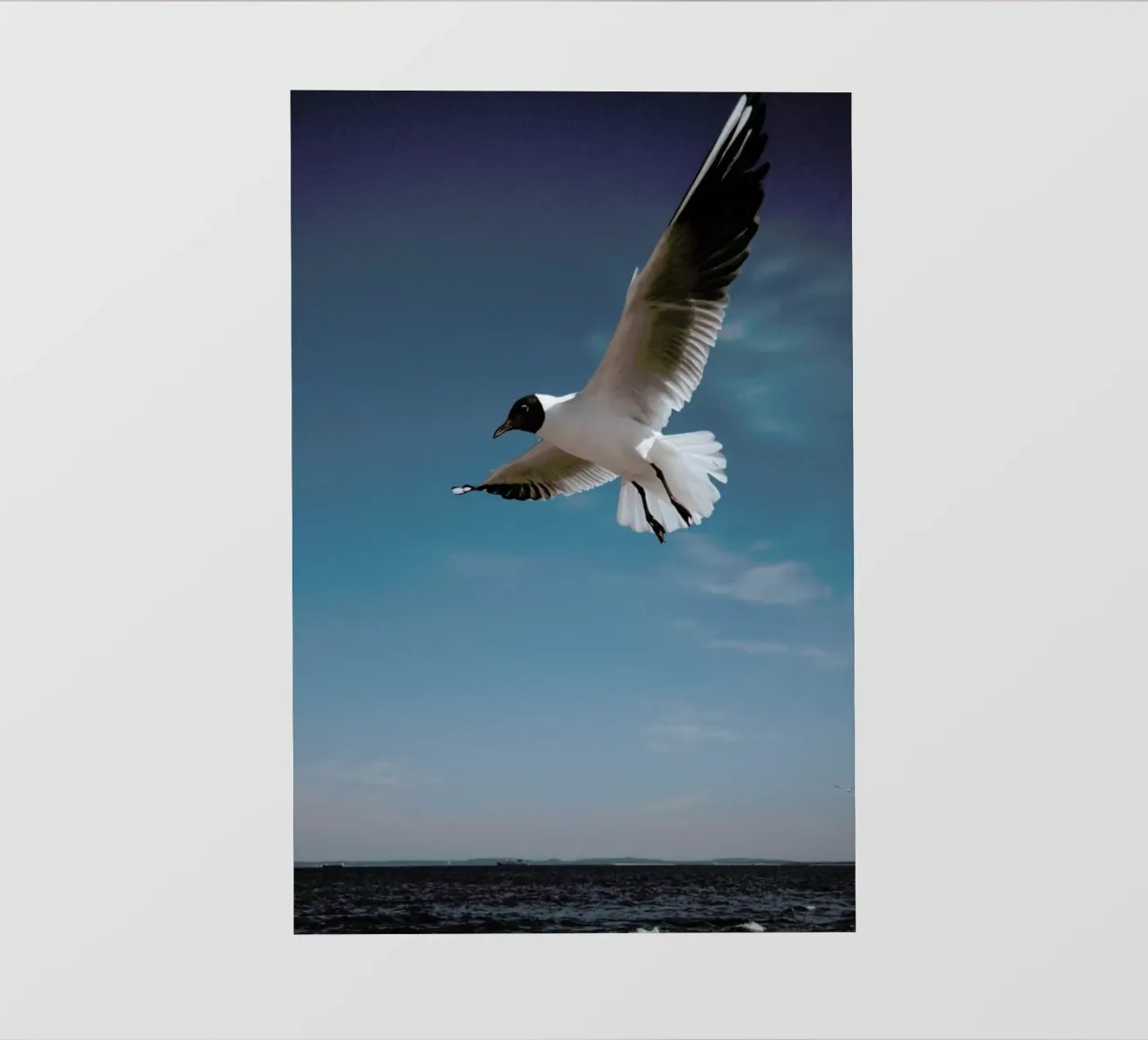 Seagulls IX telo in pvc da Sebastian Hilgetag