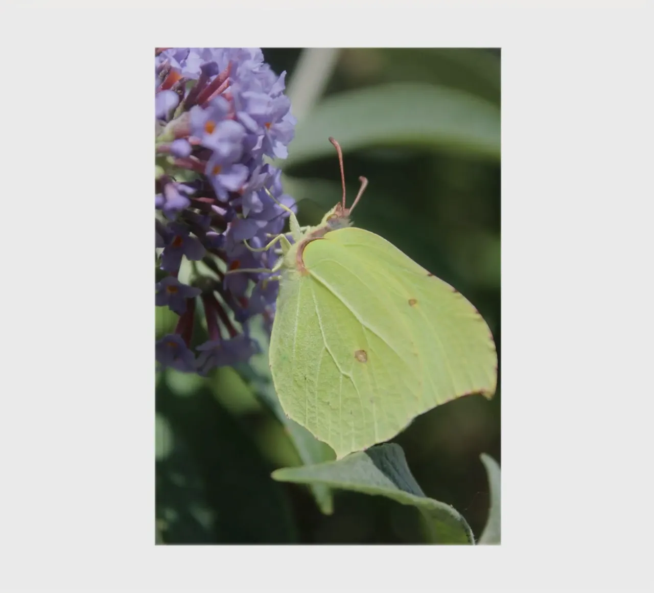 Gelber Schmetterling Notizbuch von Kreativernetzt