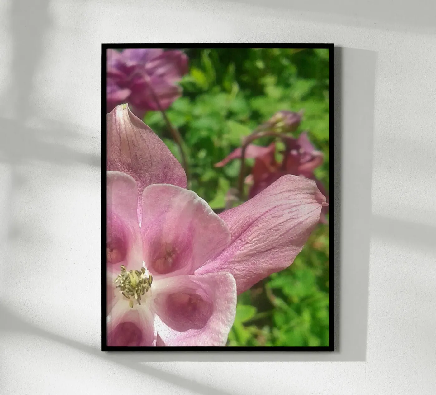 Akelei poster da Kreativernetzt