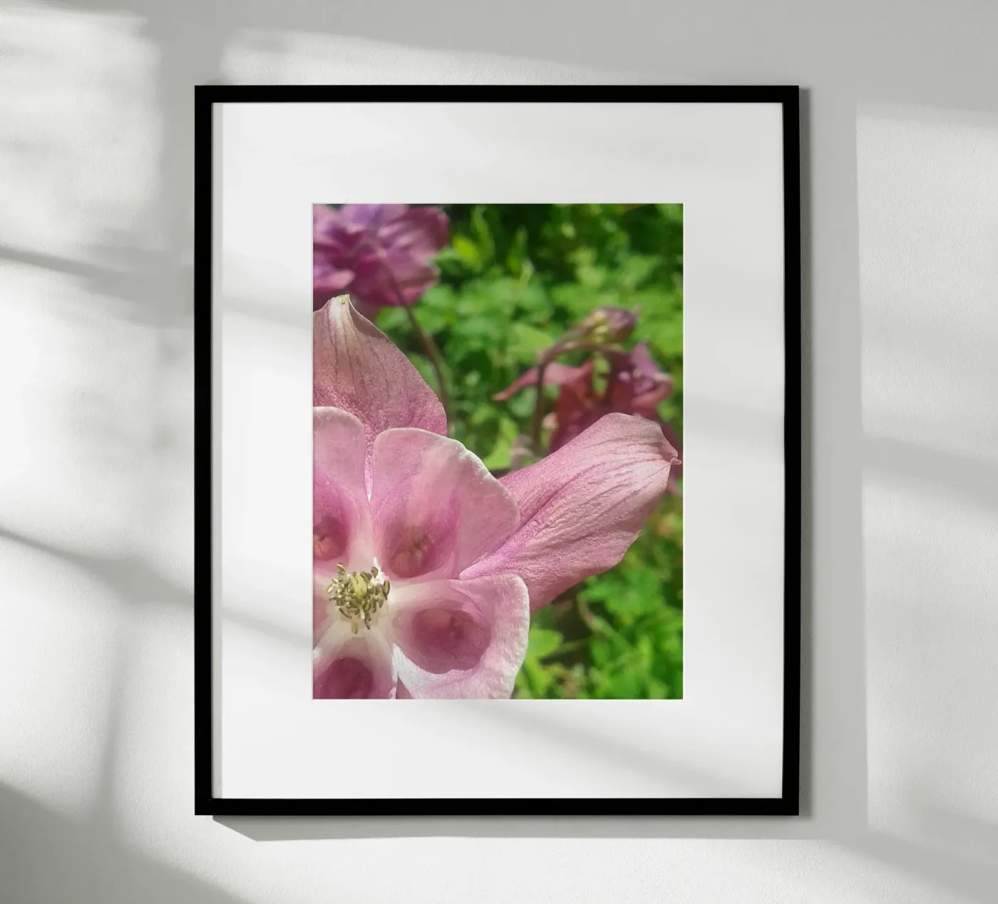 Akelei poster da Kreativernetzt