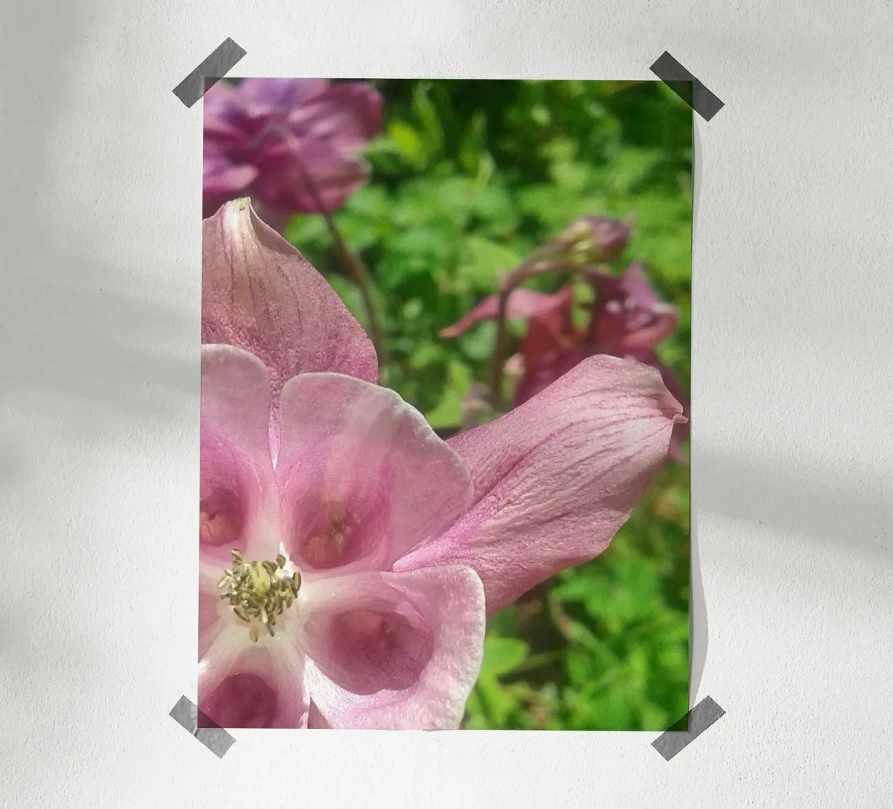 Akelei poster da Kreativernetzt