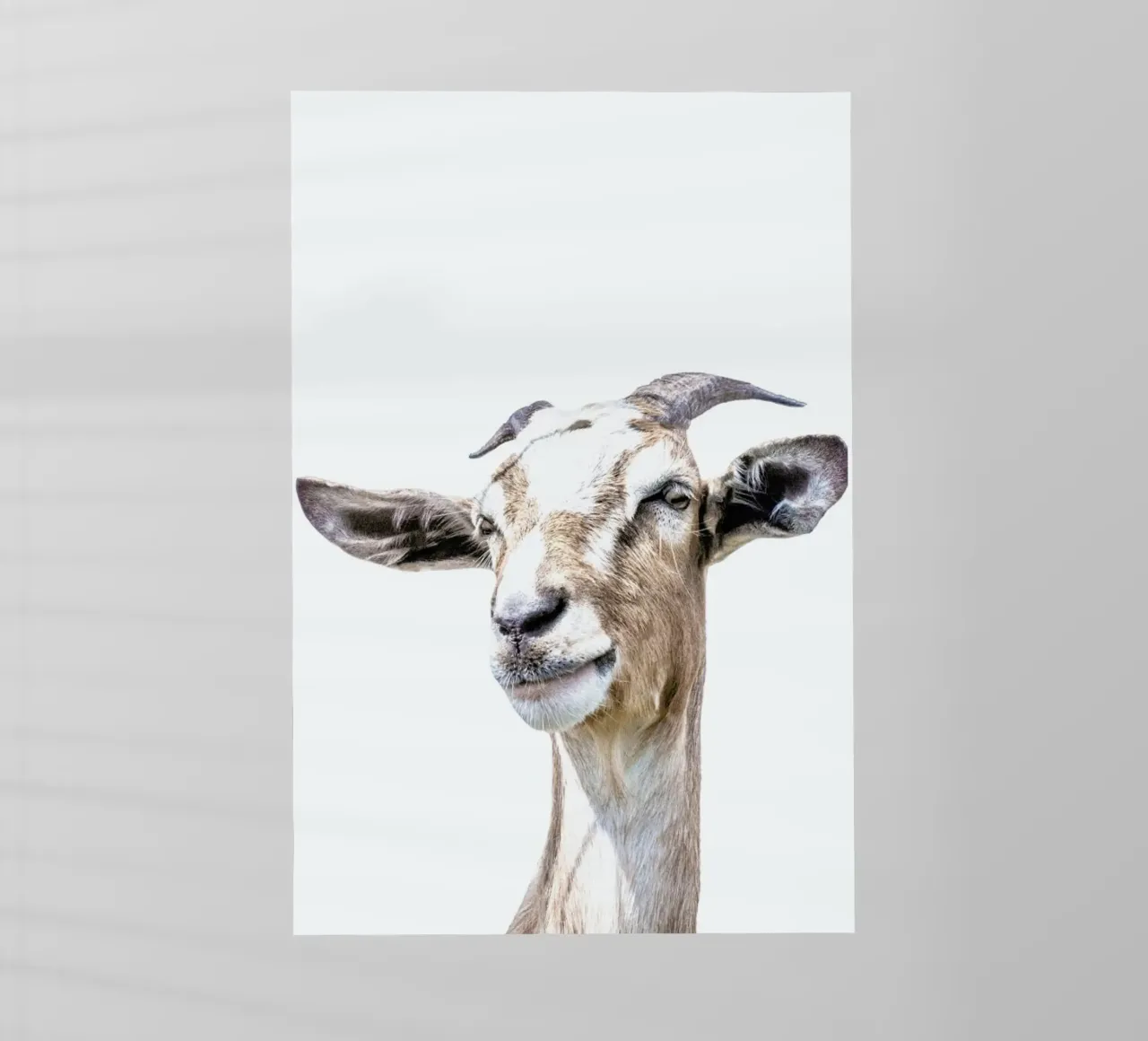 Capra pellicola backlit da Victoria Frost