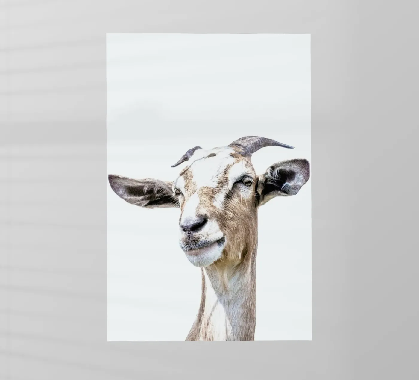 Goat Backlit Folie von Victoria Frost