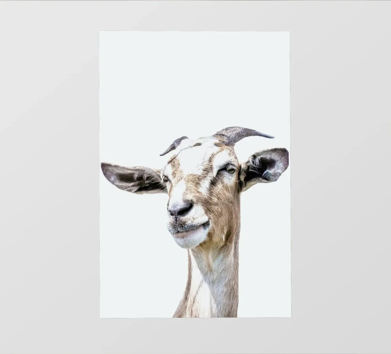 Capra pellicola backlit da Victoria Frost